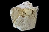 Fossil Crab (Potamon) Preserved in Travertine - Turkey #106460-1